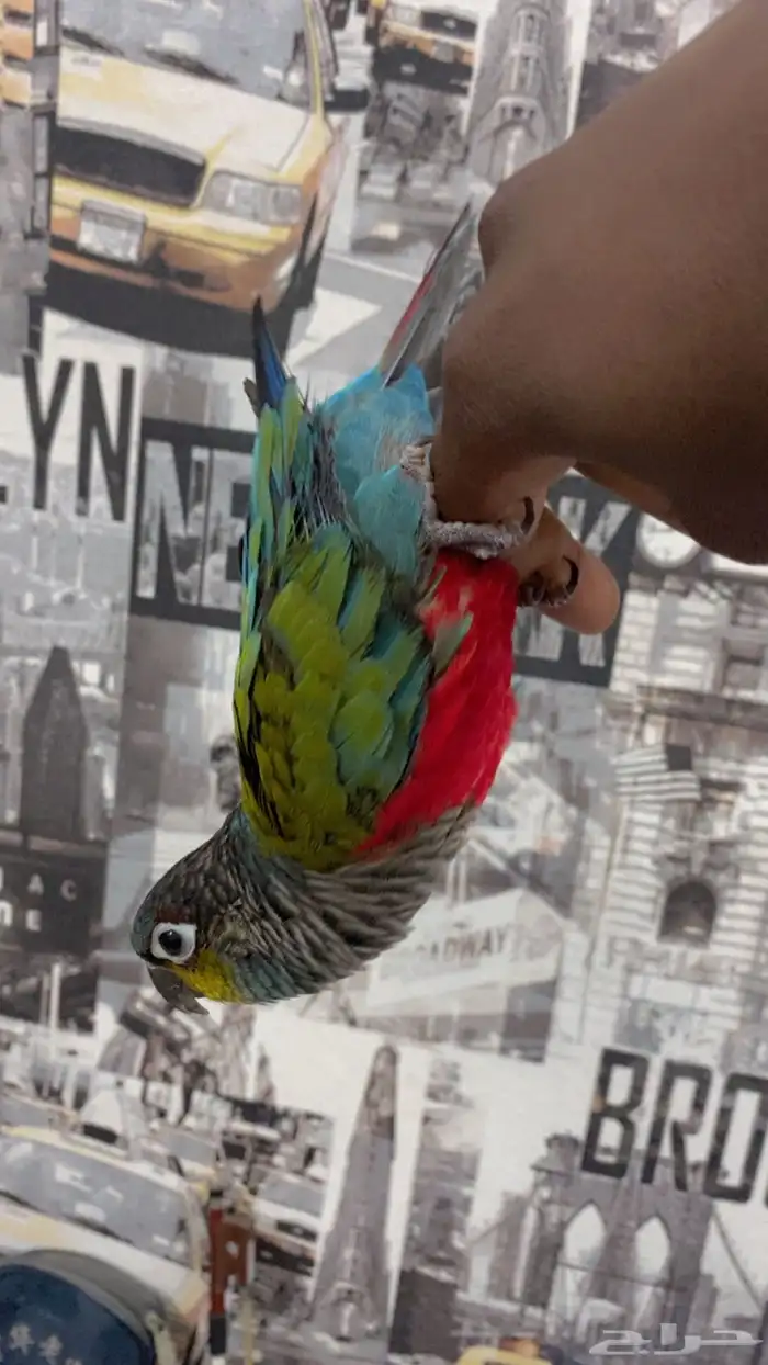 كنيور كريمسون 2