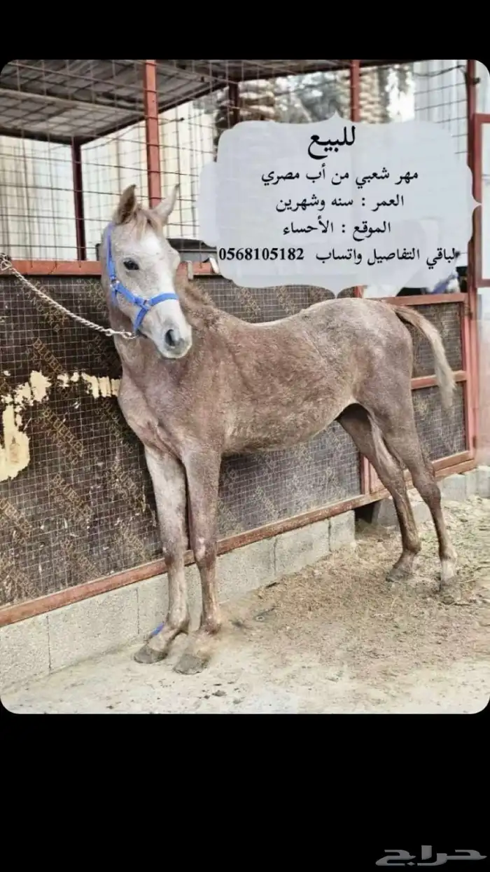 مهر الاب مصري 0