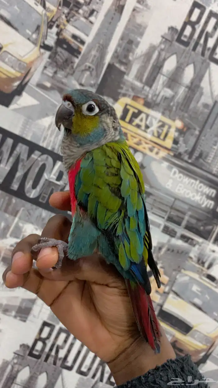 كنيور كريمسون 6