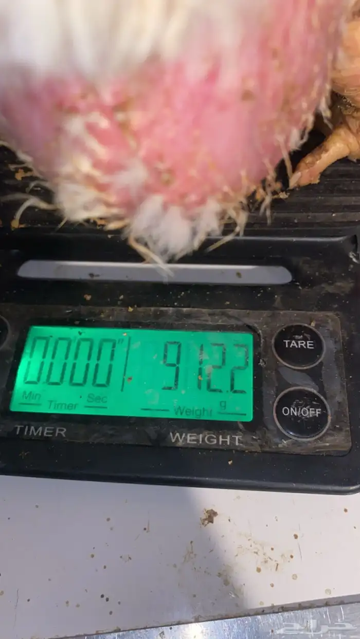 دجاج لاحم للبيع 3