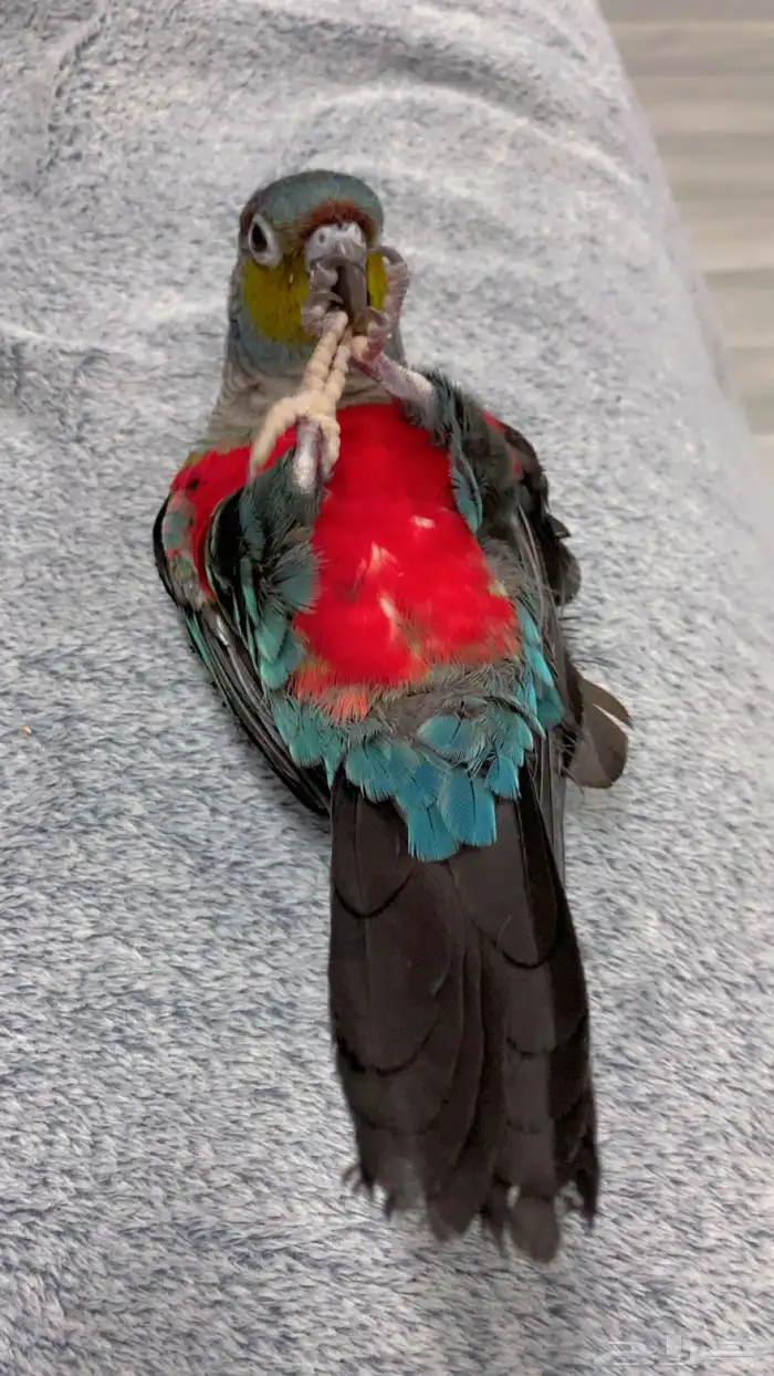 كنيور كريمسون 5