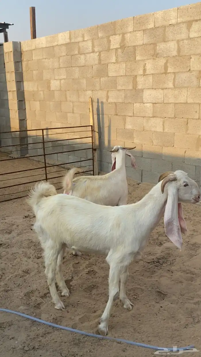 رباعيات - دفيع سونار شرط وحده منها توم - الموقع السوق الدمام 2