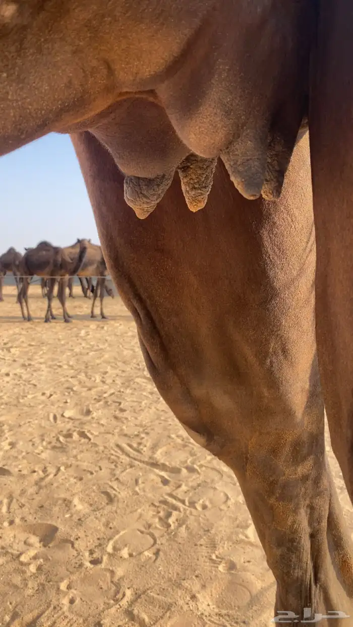 للقحه مجهم متلي باقي لها حول الشهر تواصل 1