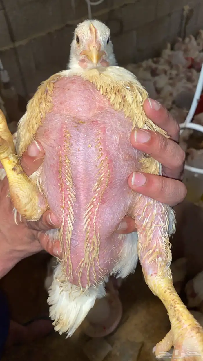 دجاج لاحم للبيع 2