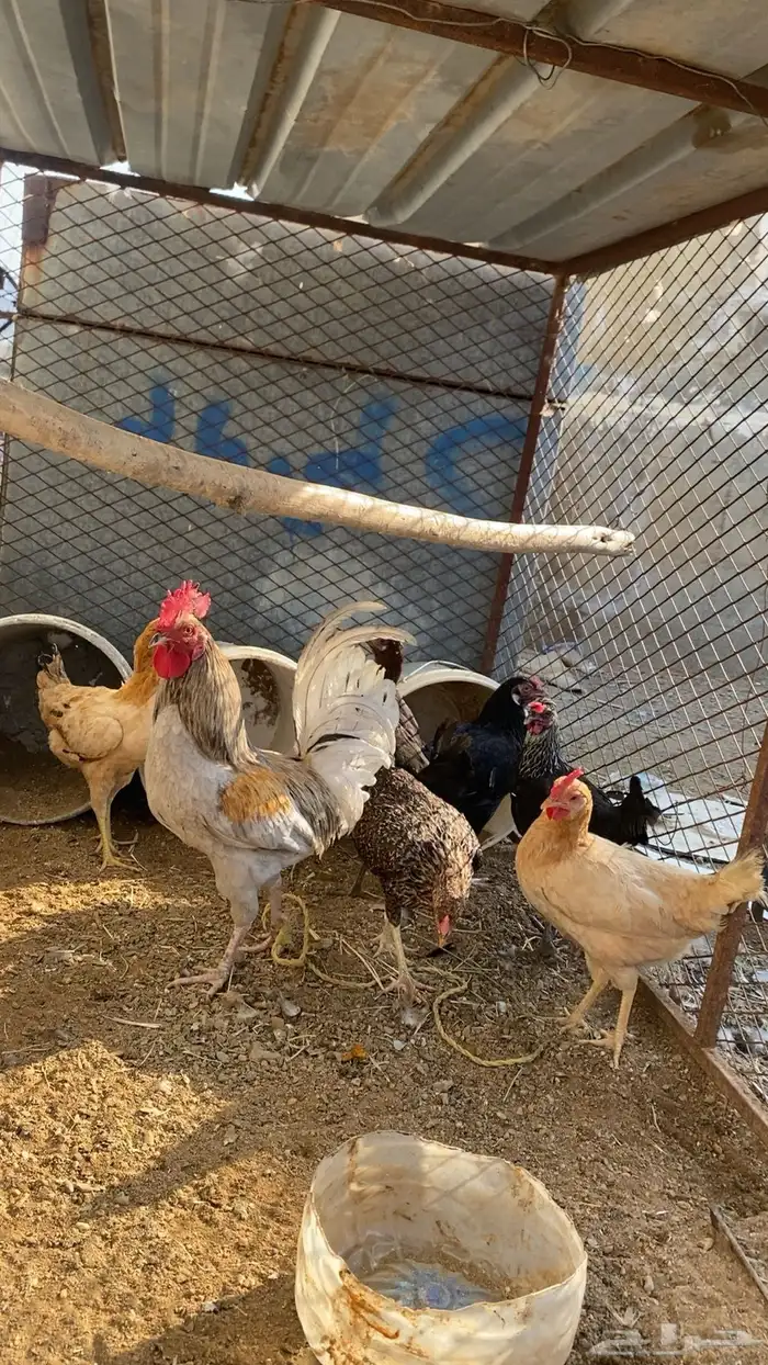 دجاج بلدي الموقع خميس البحر 2