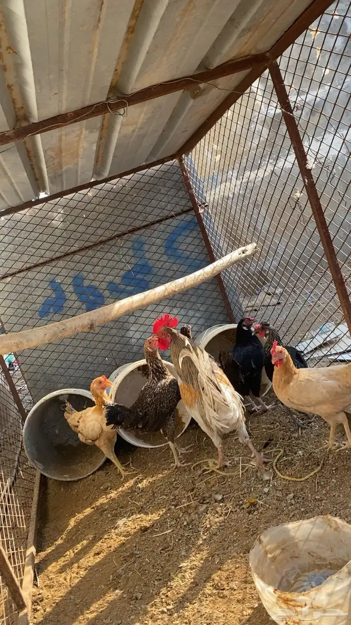 دجاج بلدي الموقع خميس البحر 1