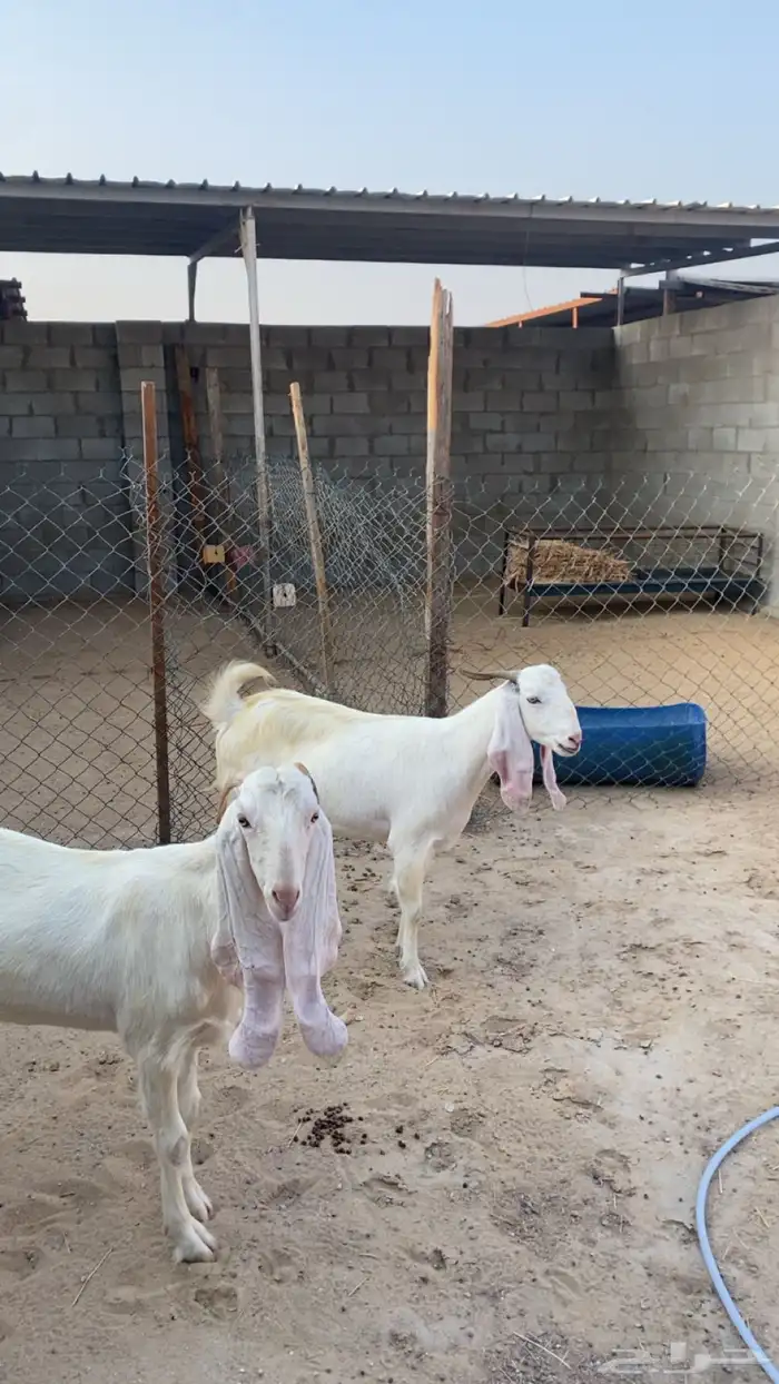 رباعيات - دفيع سونار شرط وحده منها توم - الموقع السوق الدمام 6