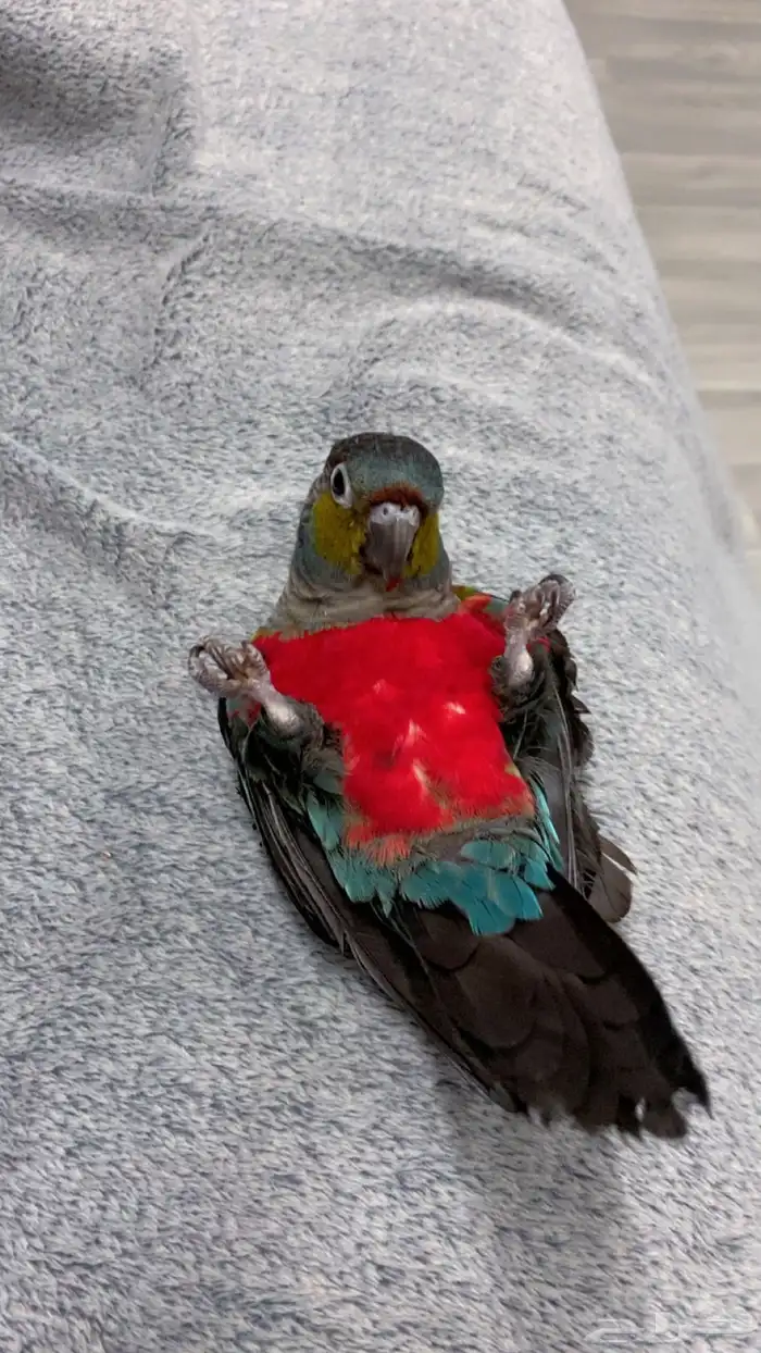 كنيور كريمسون 4