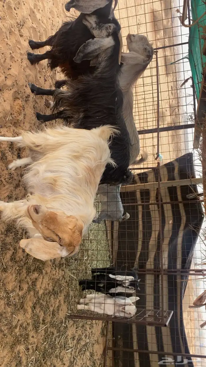 ماعز 4 معهن 4. روم وسلم وسن تامه 0