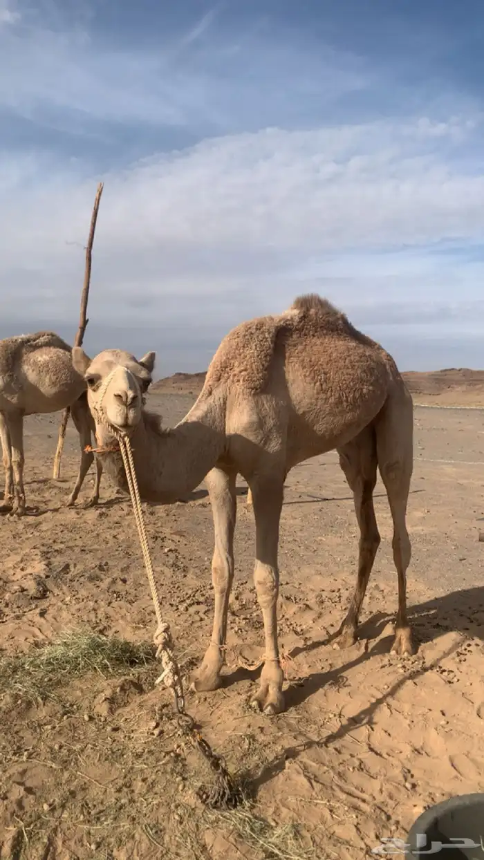 قعود للبيع 3