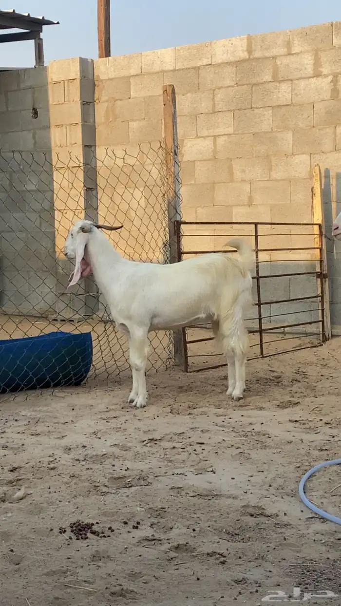 رباعيات - دفيع سونار شرط وحده منها توم - الموقع السوق الدمام 1