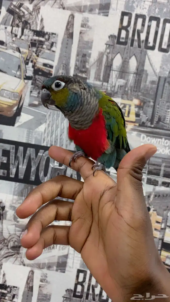 كنيور كريمسون 1