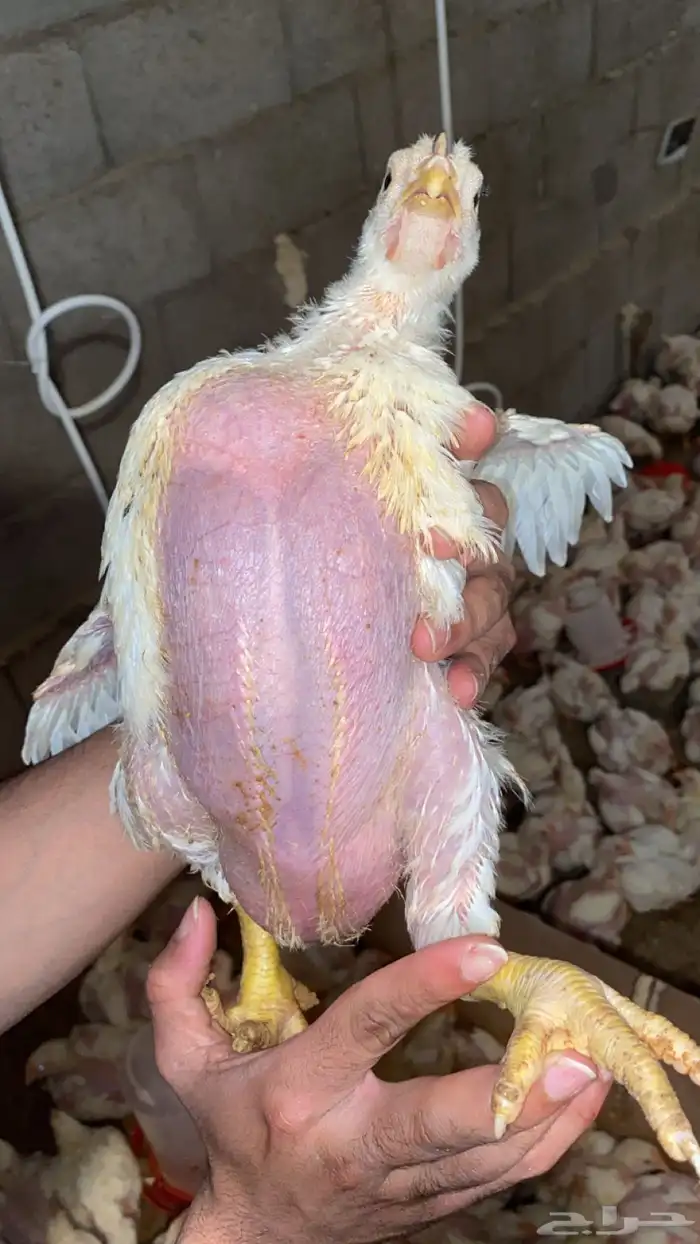 دجاج لاحم للبيع 1