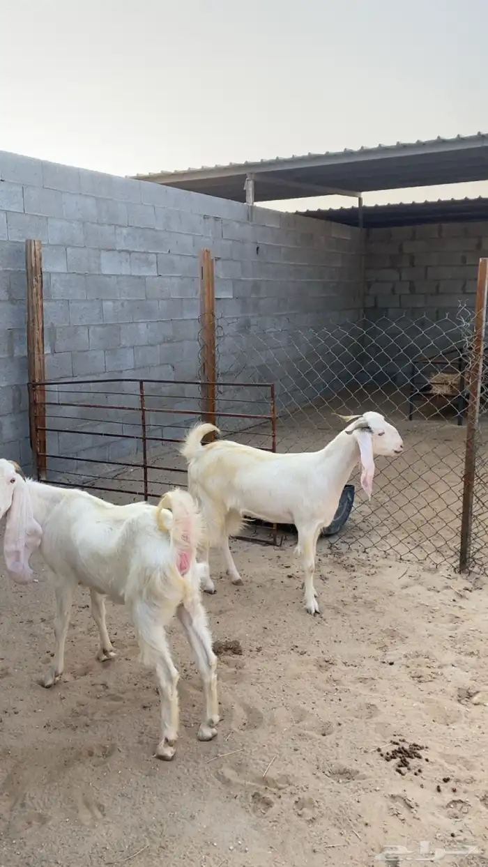 رباعيات - دفيع سونار شرط وحده منها توم - الموقع السوق الدمام 8