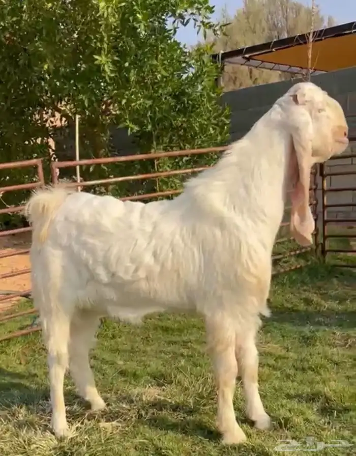 تيس ابيض ابرص جذع 0