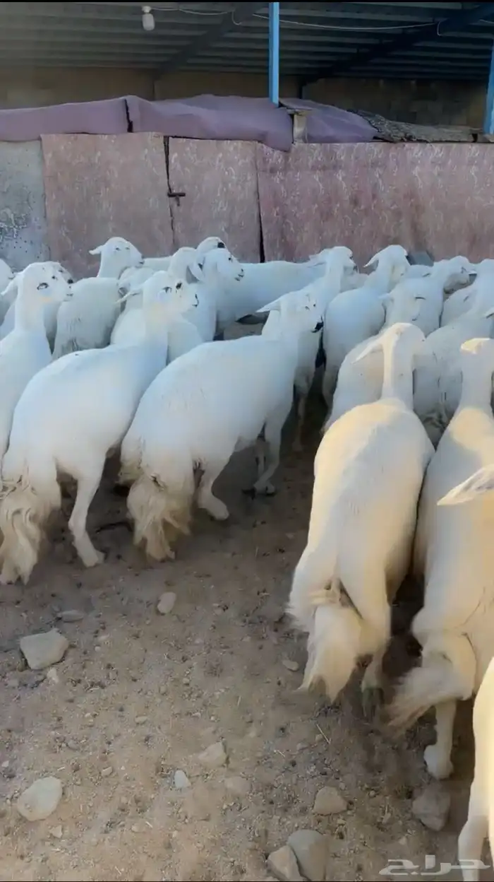 50 رأس ضأن دفع بفحلها 5