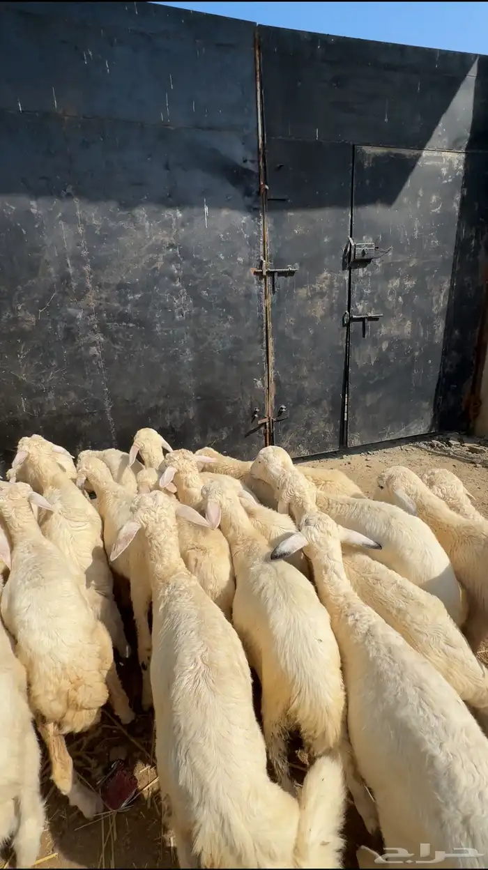 24طليان ورخال حري السعر 680نهائي 0