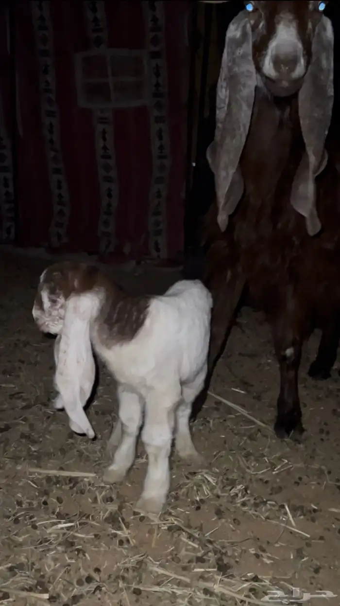 عنز معه جفره طيبه ع السوم 0