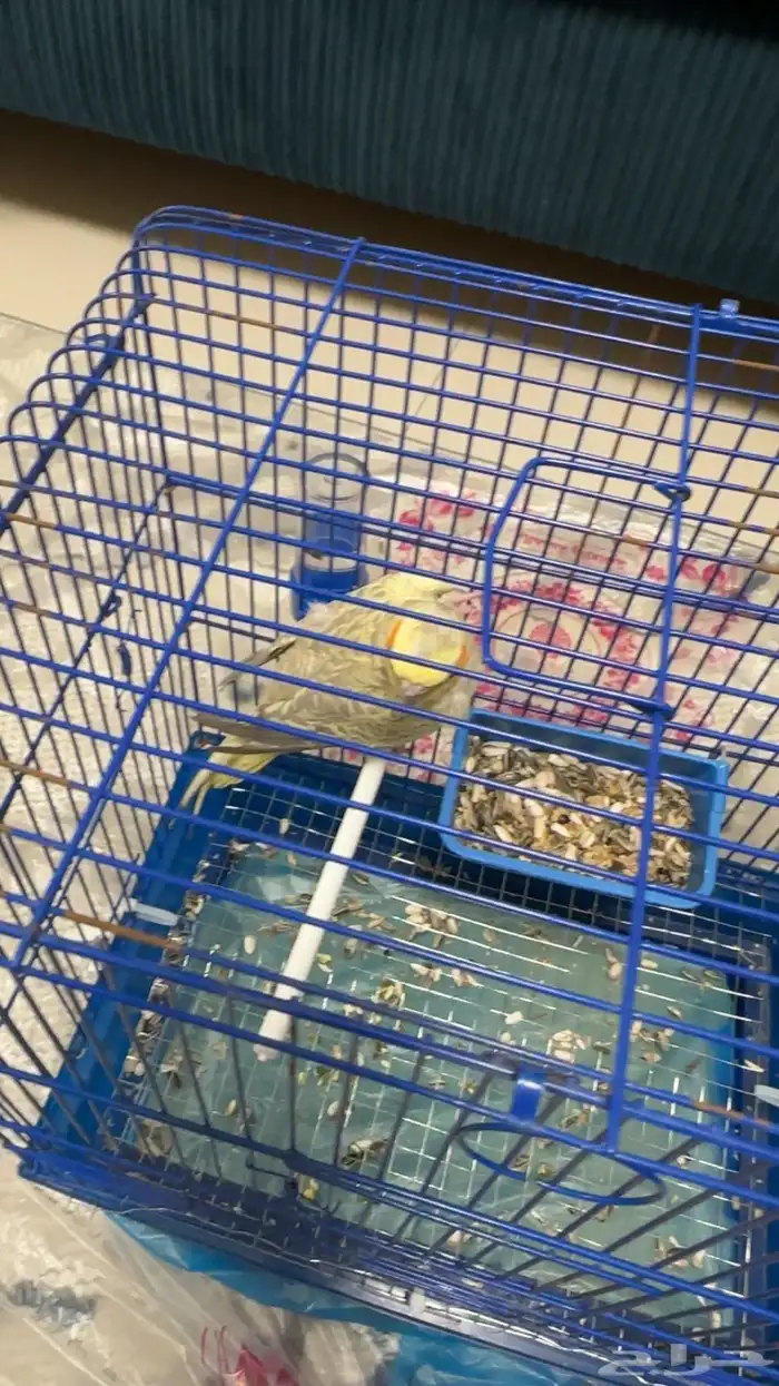 كروان انثى كانت اليفه 1