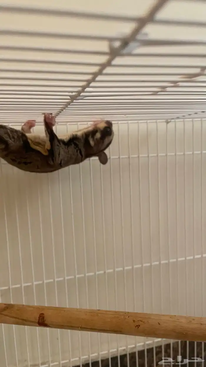 سنجاب طائر 0