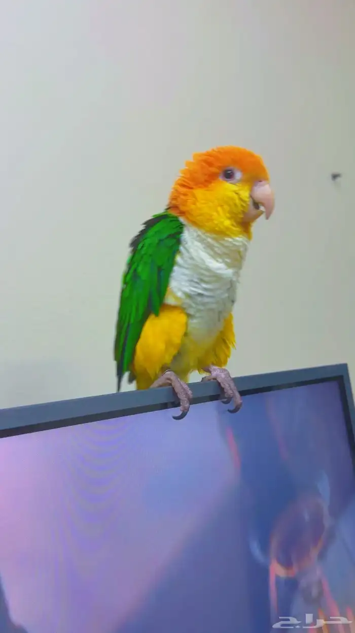 كايك وايت بيلي ( تم البيع ) 5