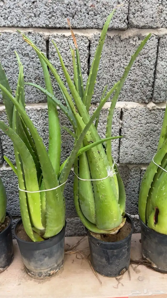 اولفيرا من براري جازان 1