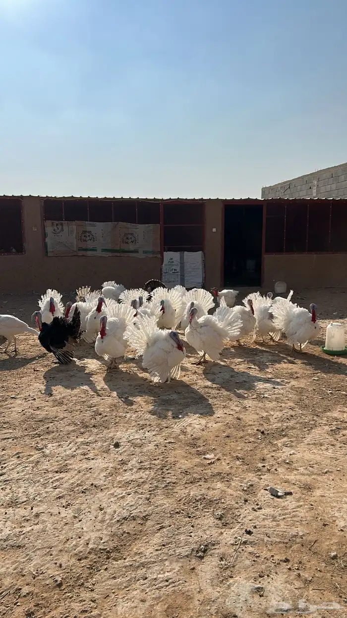 ديك رومي وديك فيومي ساجر 5