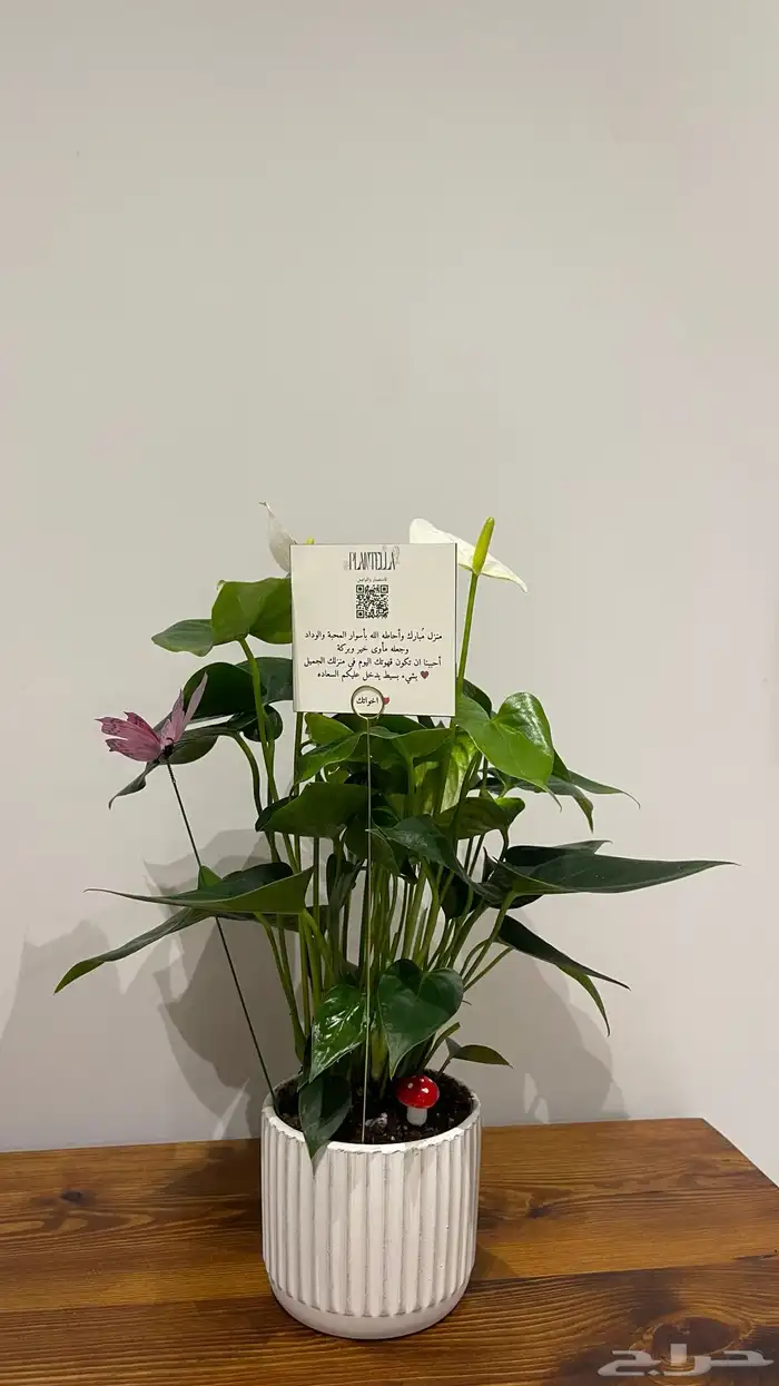 تنسيق هدايا نباتات داخليه 2