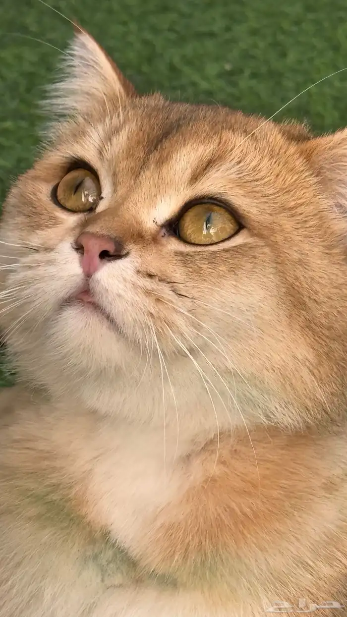 للبيع سكوتش ستريت قولد فاخر 2