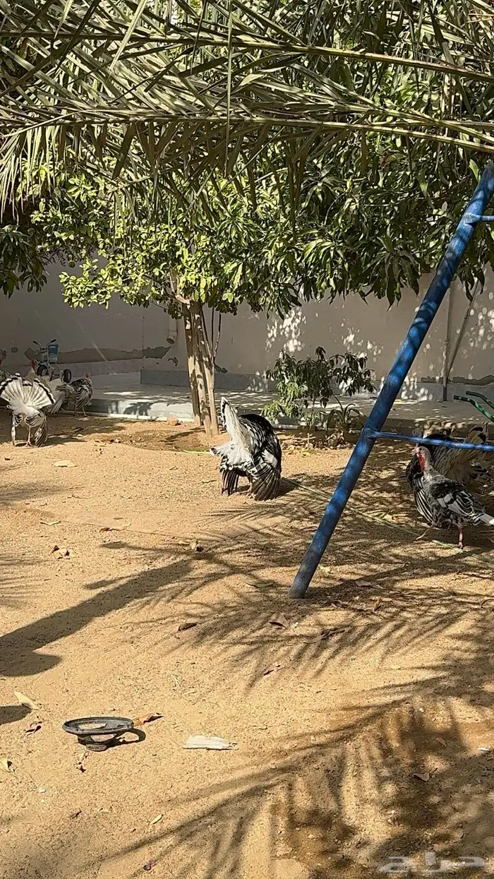 ديوك رومي فراشة 2