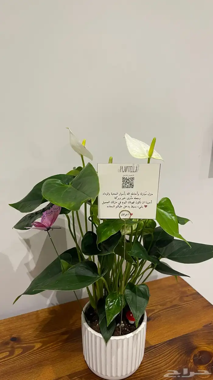 تنسيق هدايا نباتات داخليه 3