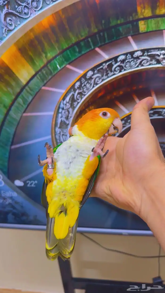 كايك وايت بيلي ( تم البيع ) 16