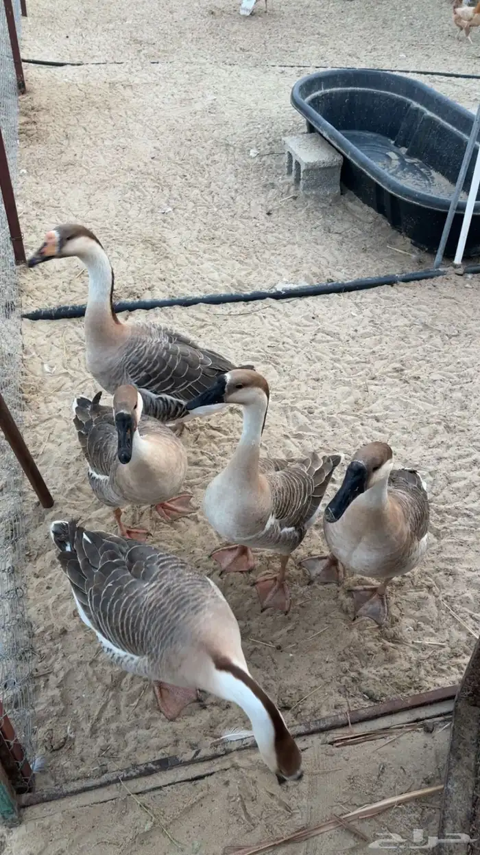 طقم وز عراقي منتج 4