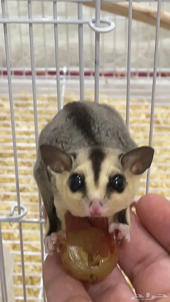 سنجاب طائر 2