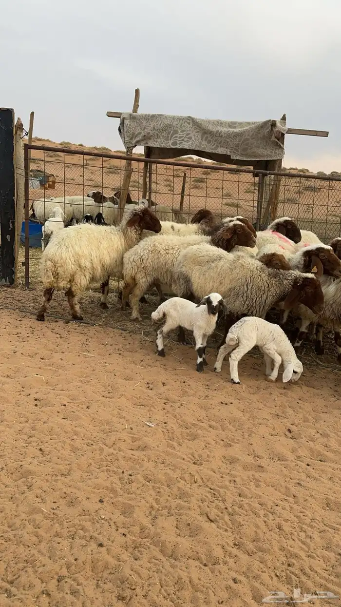 غنم نعيم مواليد ودفيع مراح 5