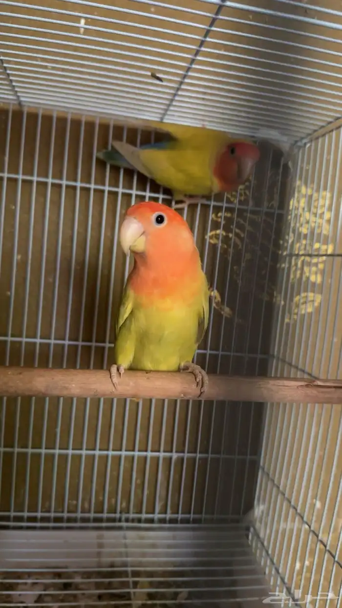 للبيع جوز روز منتج 2