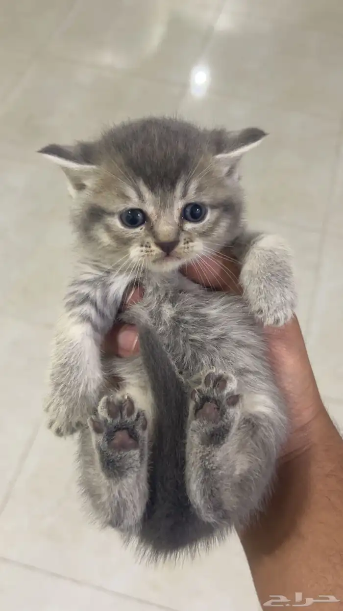 كيتن سكوتش ستريت بيور للبيع 0