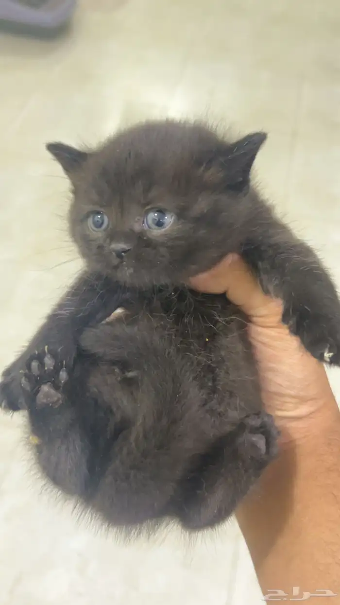 كيتن سكوتش ستريت بيور للبيع 6