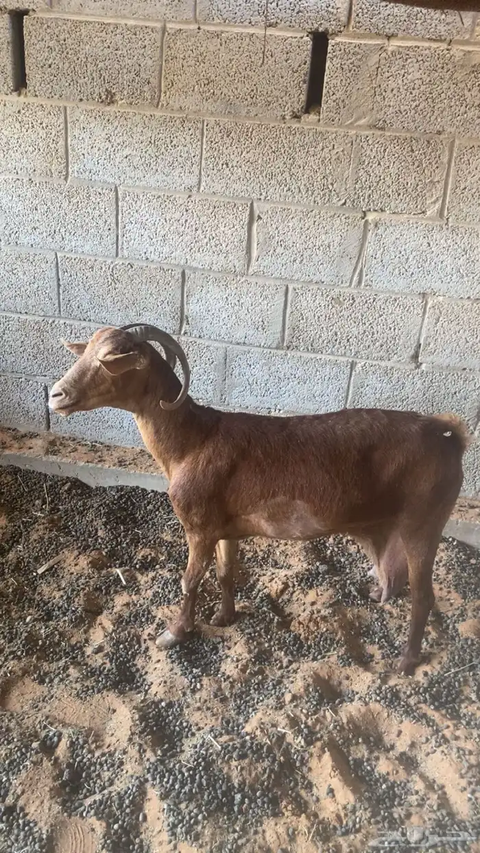 عنز تامه جنوبيه حليب ولدها معها نبيعها لحالها 1