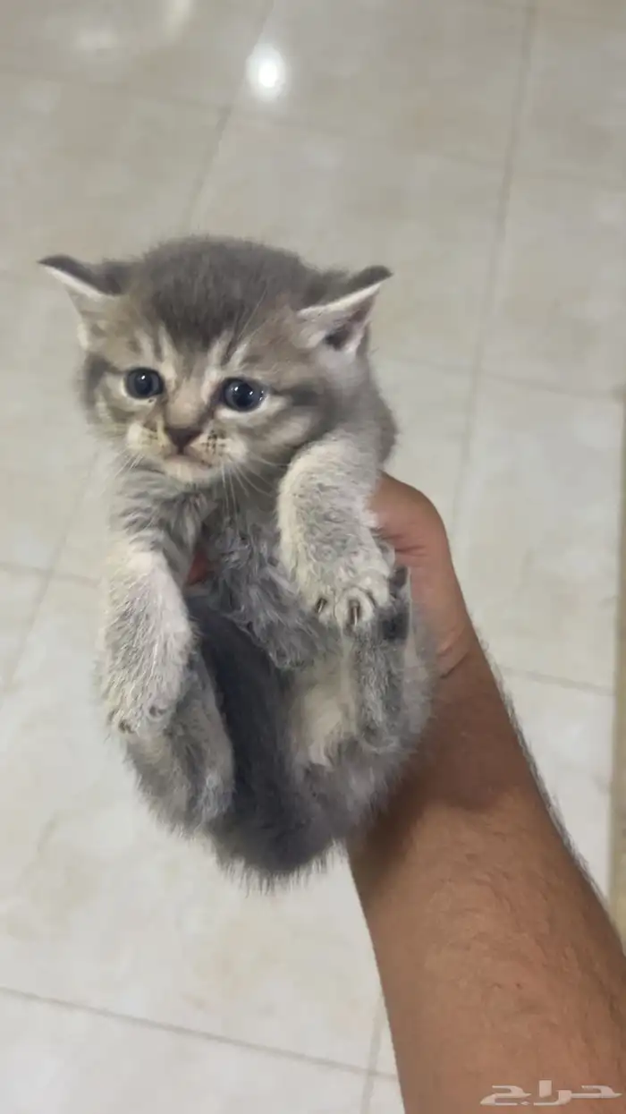 كيتن سكوتش ستريت بيور للبيع 1