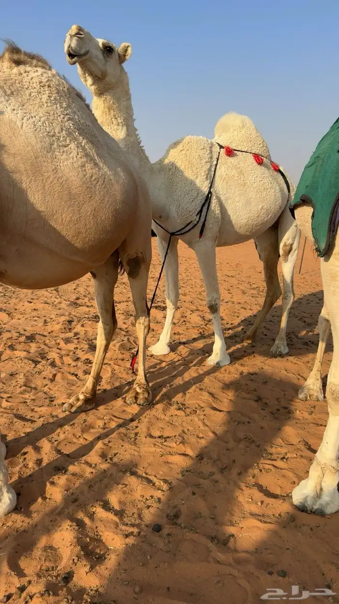 ناقه ضروبه شرط 2