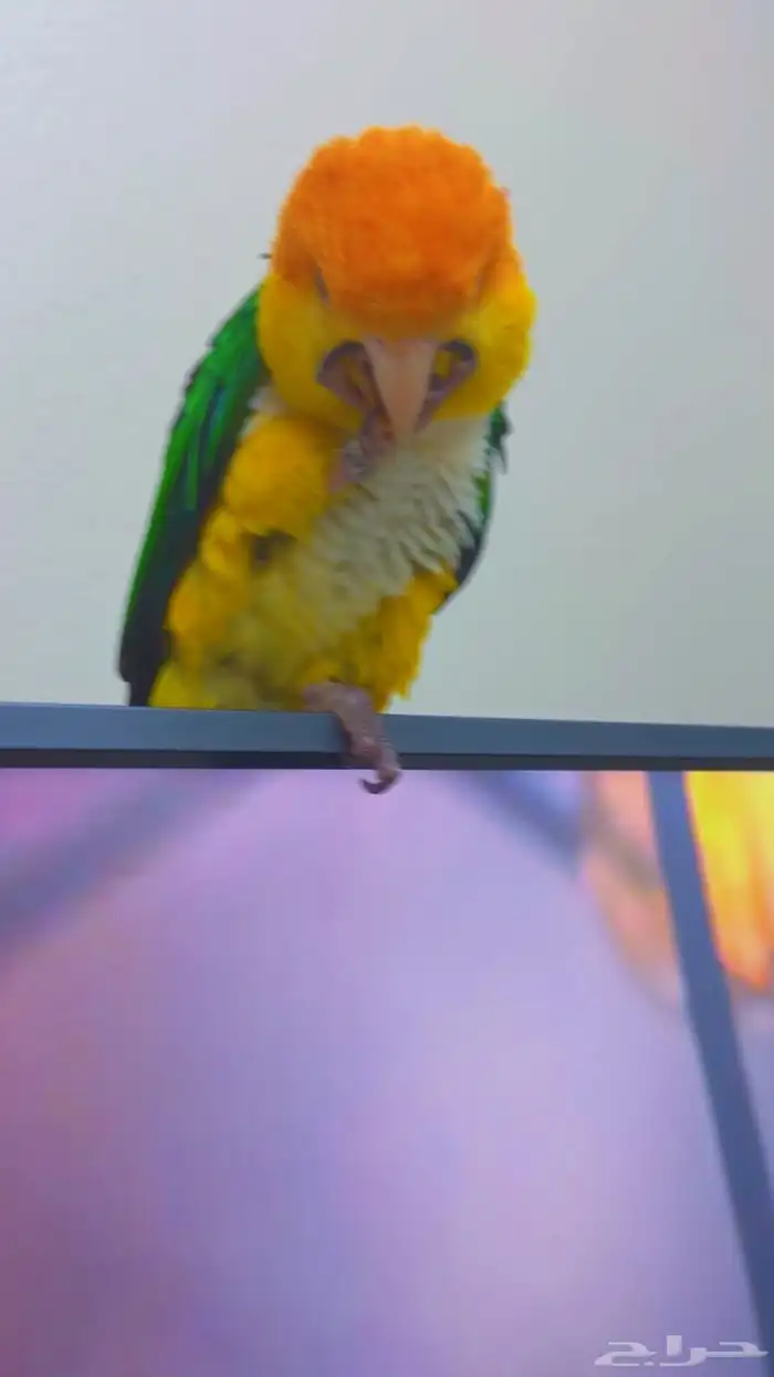 كايك وايت بيلي ( تم البيع ) 10