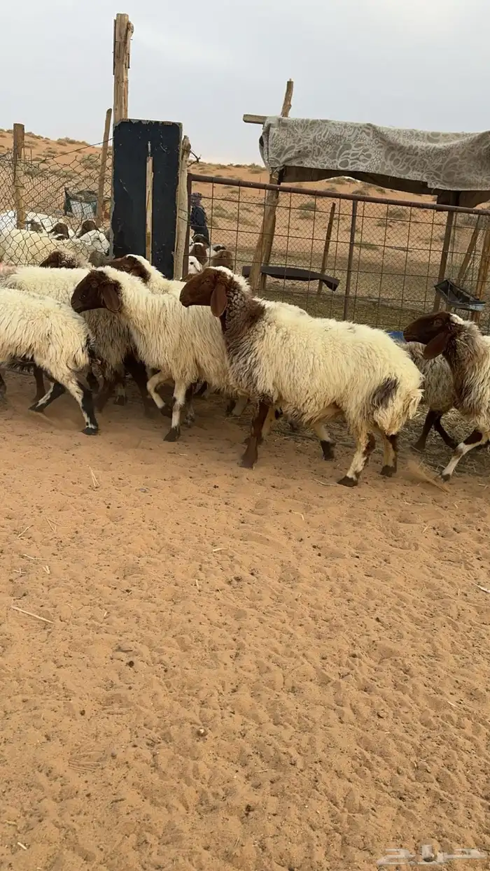 غنم نعيم مواليد ودفيع مراح 0