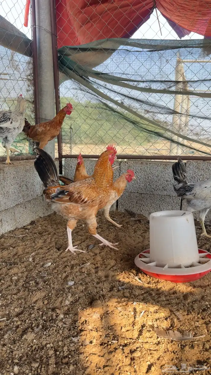 دجاج للبيع 0