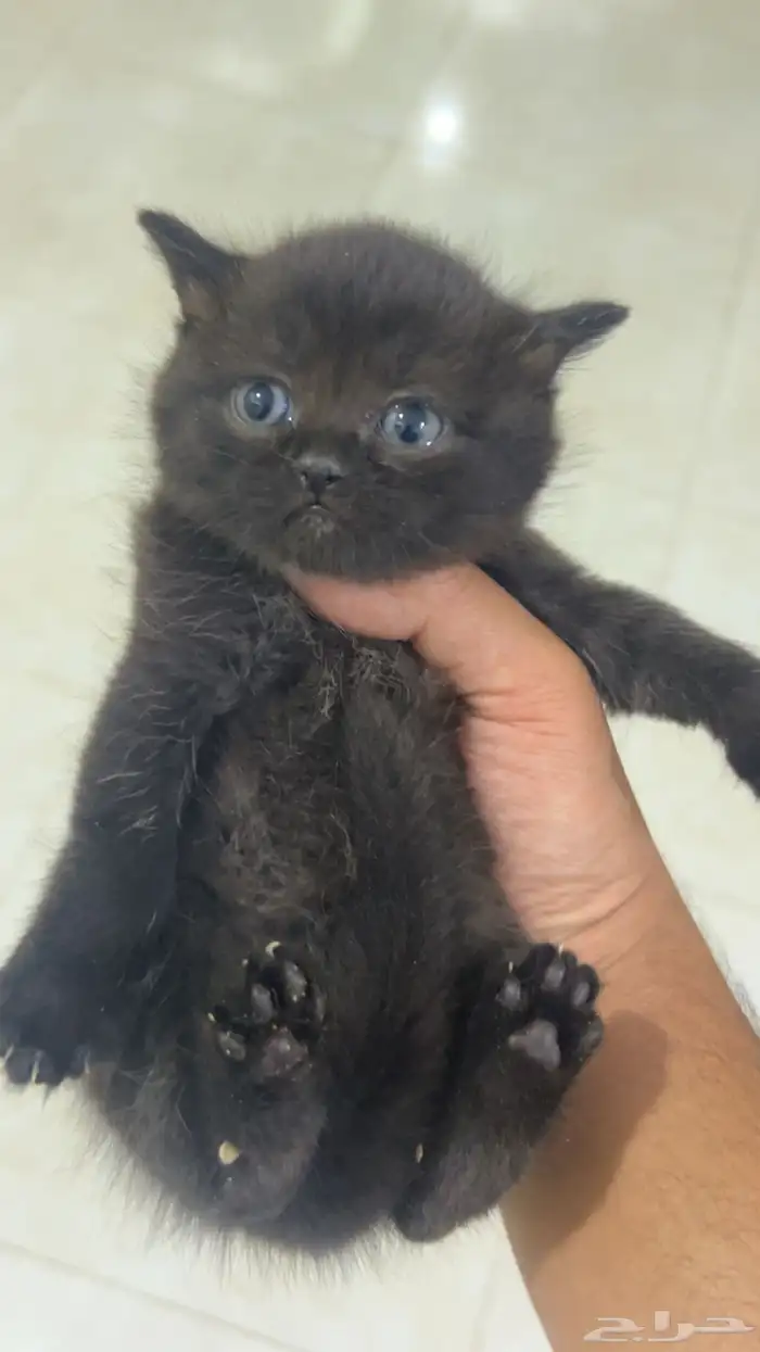 كيتن سكوتش ستريت بيور للبيع 5