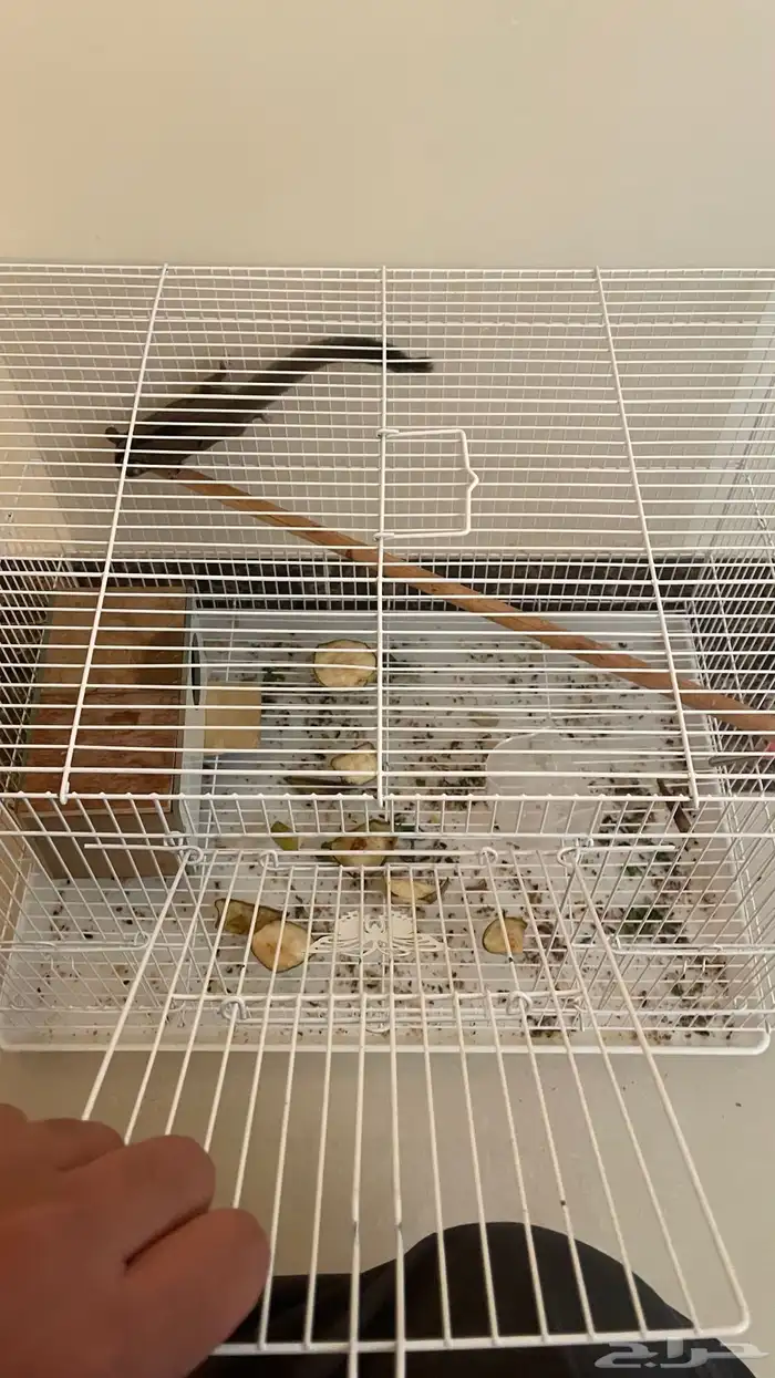 سنجاب طائر 1