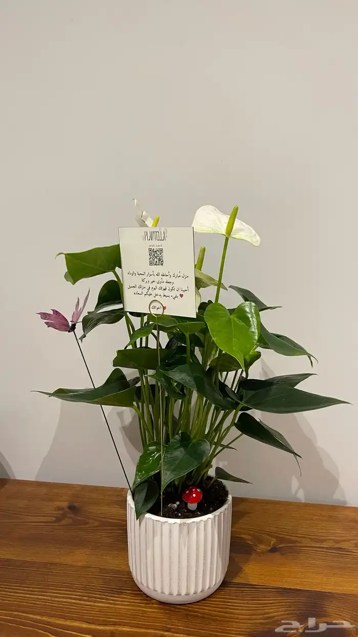 تنسيق هدايا نباتات داخليه 0