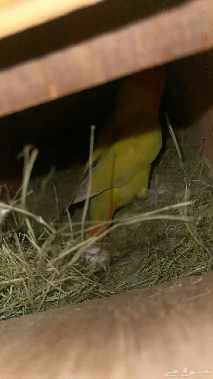 للبيع جوز روز منتج 6