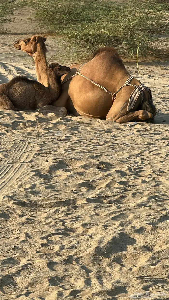 ناقه خلفه حمرا 2