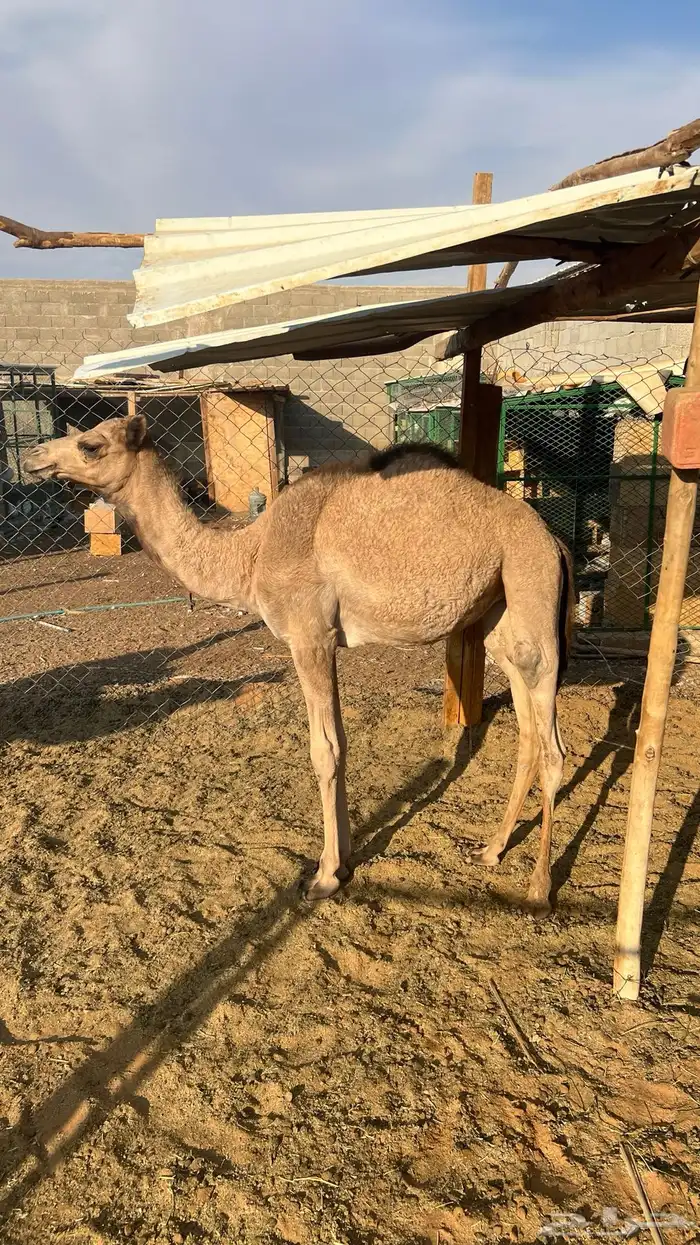 بكره مفروده 2